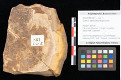 Foto (Objekt + Etikett) von Quercus palaeoilex Ettingshausen (NHMW-GEO-2024-0188-0861)